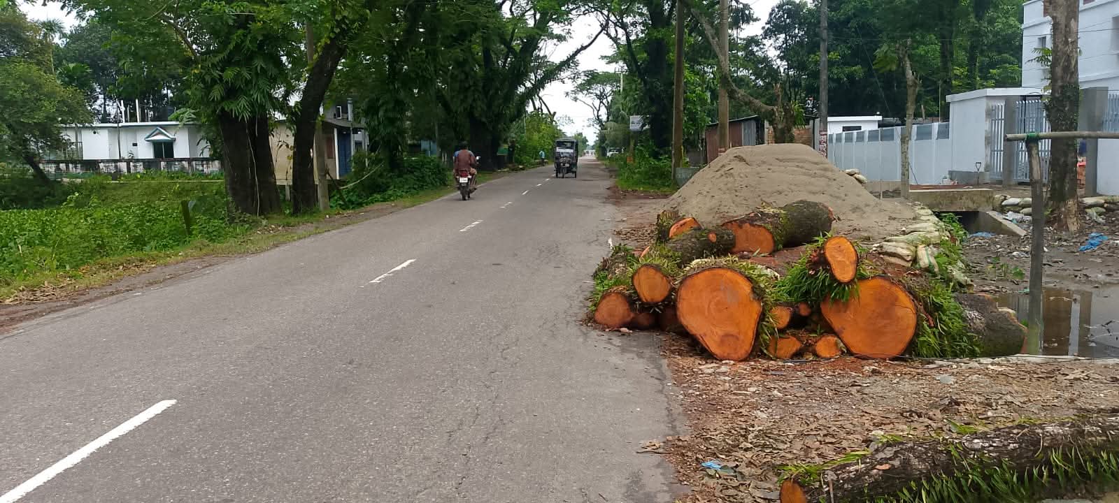 বন বিভাগের পুকুর চুরি গোবিন্দগঞ্জ- ছাতক- দোয়ারা সড়কে  কাটা হচ্ছে ২ হাজার গাছ