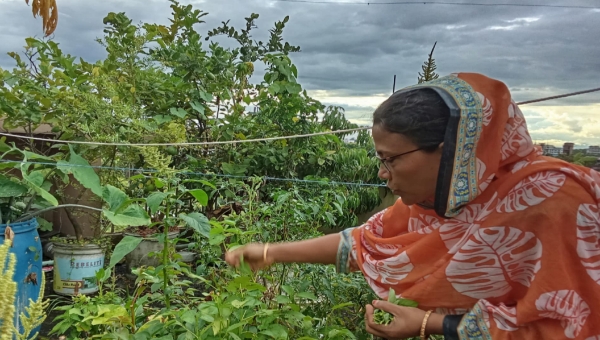 নুরজাহান পারভীন চৌধুরীর ভালোবাসার একটুকরো সবুজ ছাদবাগান